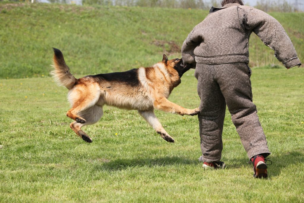 Bad Treatments, Hostile Dogs