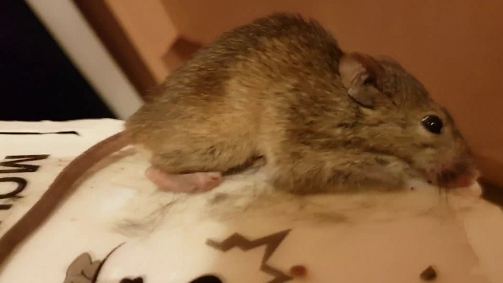 How Valuable Is A Rat Glue Trap?