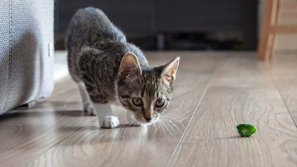 Browse around the renowned online platform for the cat care
