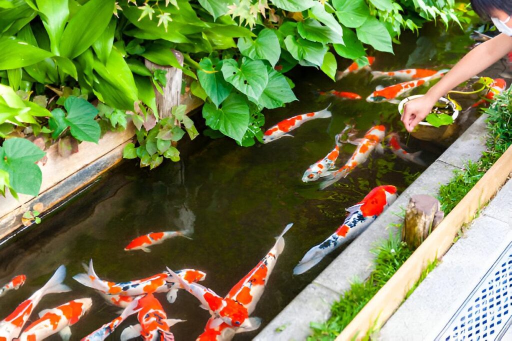 Fish Tales Choosing Pond Companions Wisely Oase pond pumps