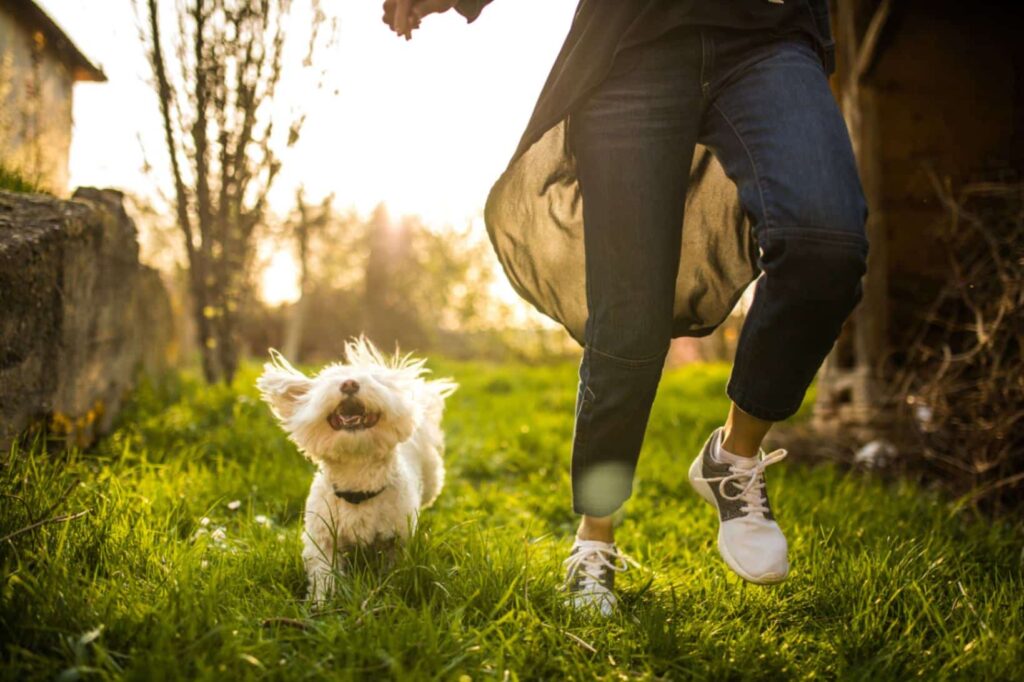 5 Benefits Of Hospital‑Based Pet Boarding Over Kennels
