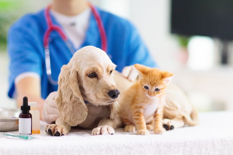 6 Services Pet Owners Often Overlook At Their Animal Clinic
