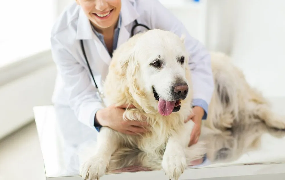 Signs Your Pet Needs To See A Veterinarian Right Away