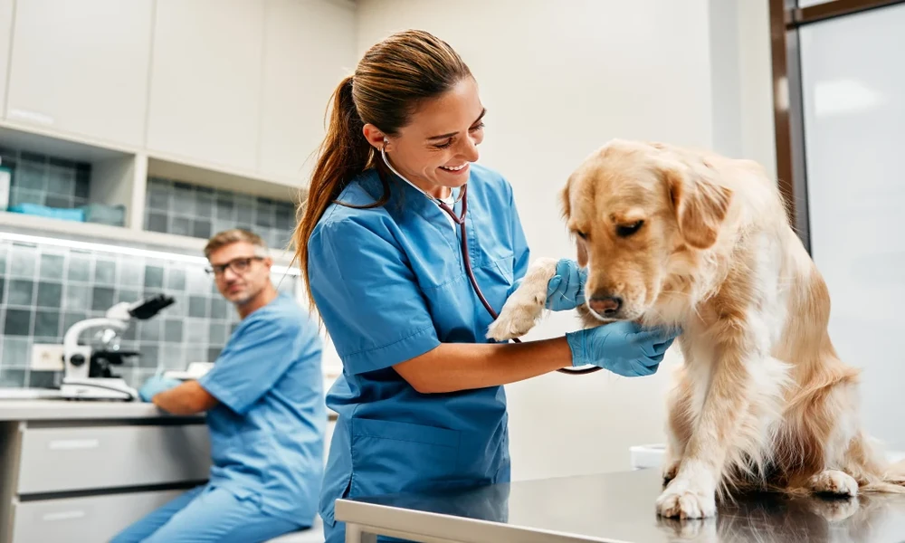 4 Benefits Of Year Round Preventive Care In Veterinary Clinics