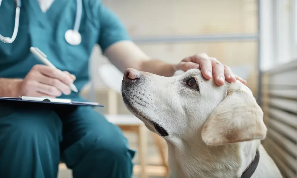 3 Benefits Of Integrating Alternative Therapies In Animal Hospitals