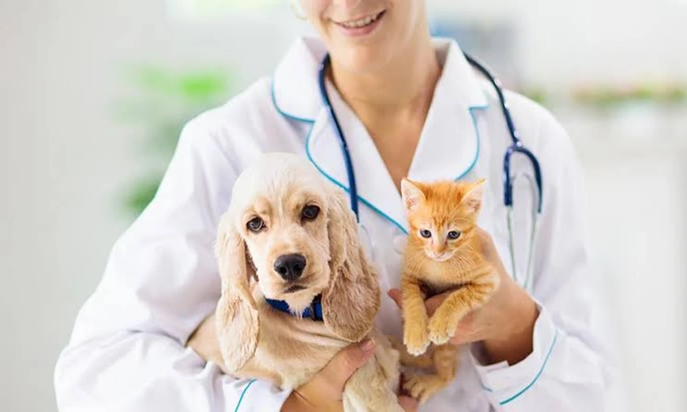 7 Household Changes That Can Affect a Pet’s Behavior