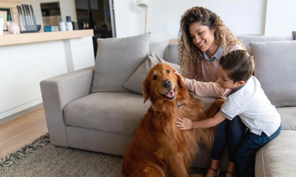 Why Preventive Care Matters at Veterinary Hospitals