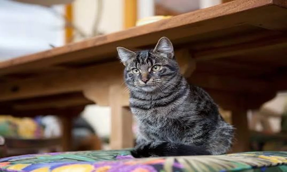 Why Animal Clinics Ask About A Pet’s Home Environment During Diagnosis