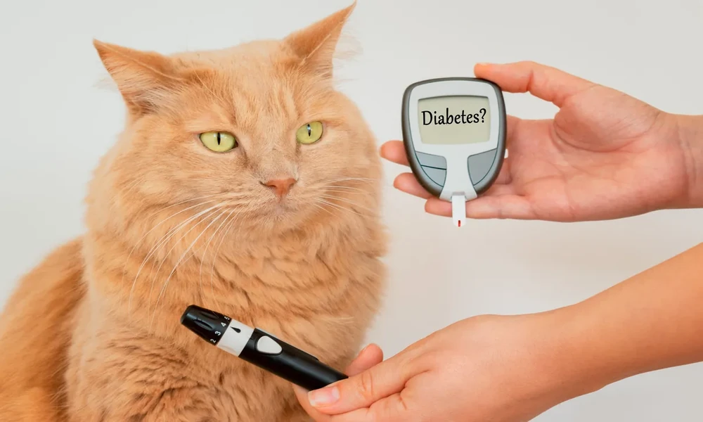 How Animal Hospitals Support Nutrition And Weight Management