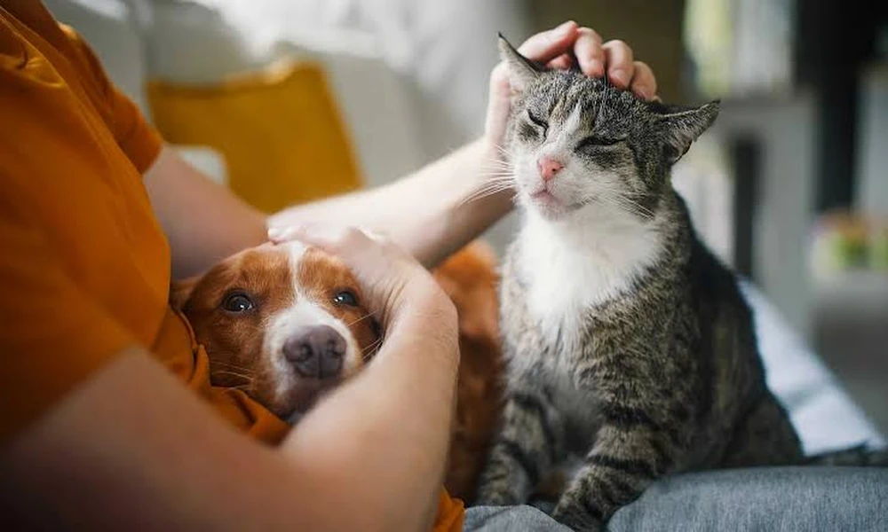 Why A Pet’s First Nosebleed Should Not Always Be Treated At Home