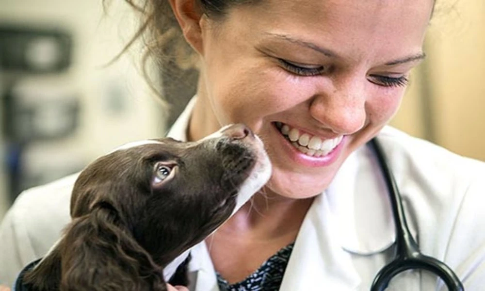 How General Vets Support Pet Owners Through Nutrition Counseling